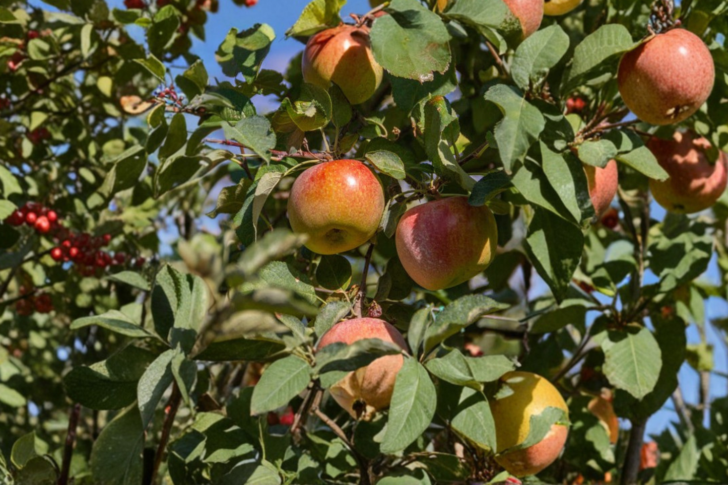 Fuji Apple Tree - 4-6 ft Live Fruit Tree for Home Orchard, Malus domestica, Sweet & Juicy Apples