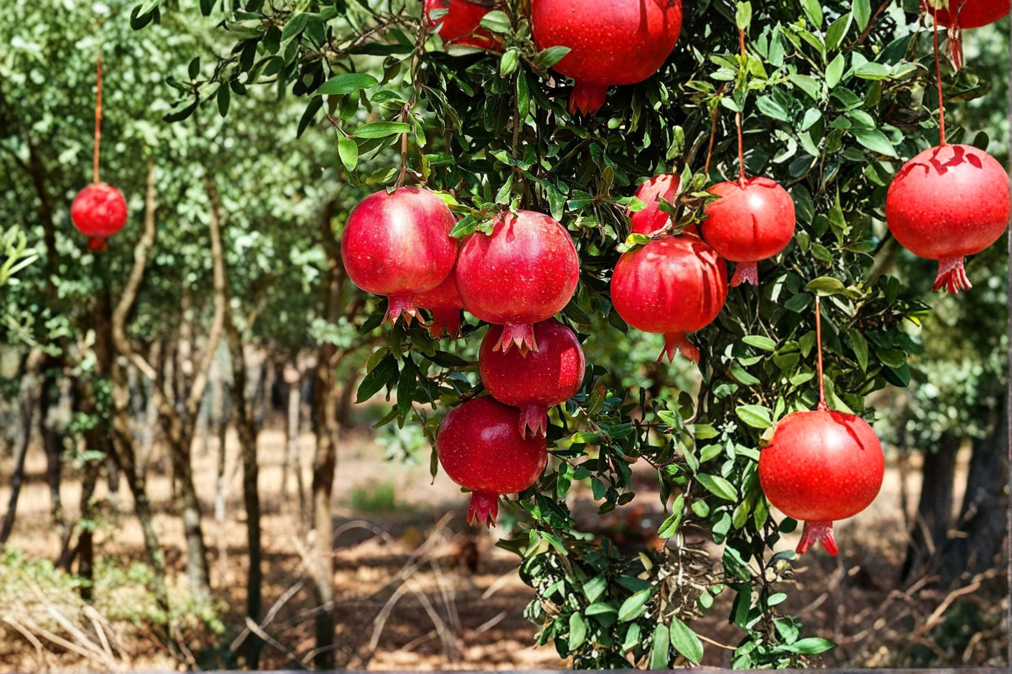 Dwarf Pomegranate Tree 3 Gal Live Plant – Compact Punica granatum Fruit Tree for Small Gardens & Containers