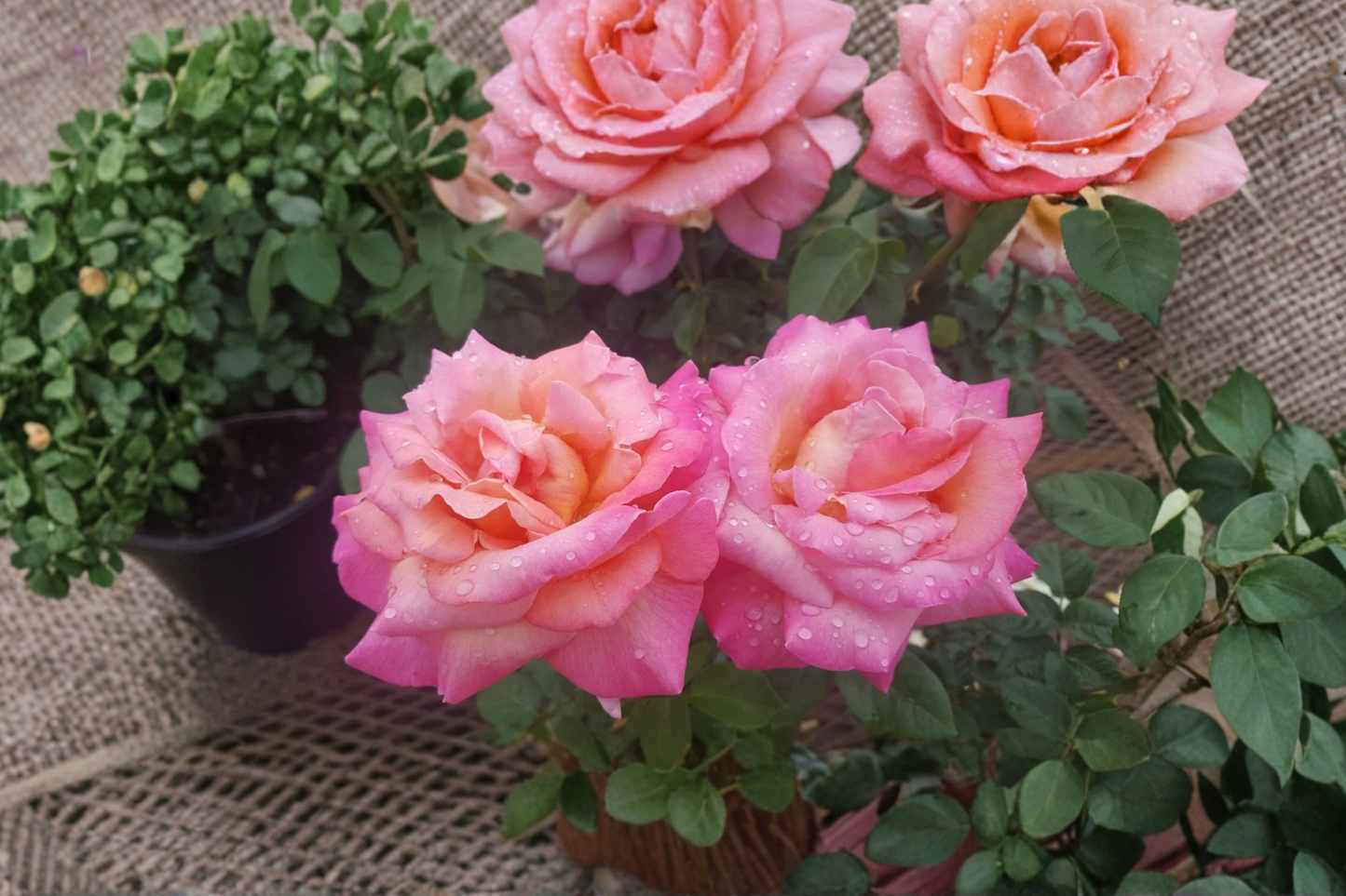 Broadway Hybrid Tea Rose 5 Gal Live Plant – Yellow Pink Flowering Bush, Garden Shrub, Rosa spp.