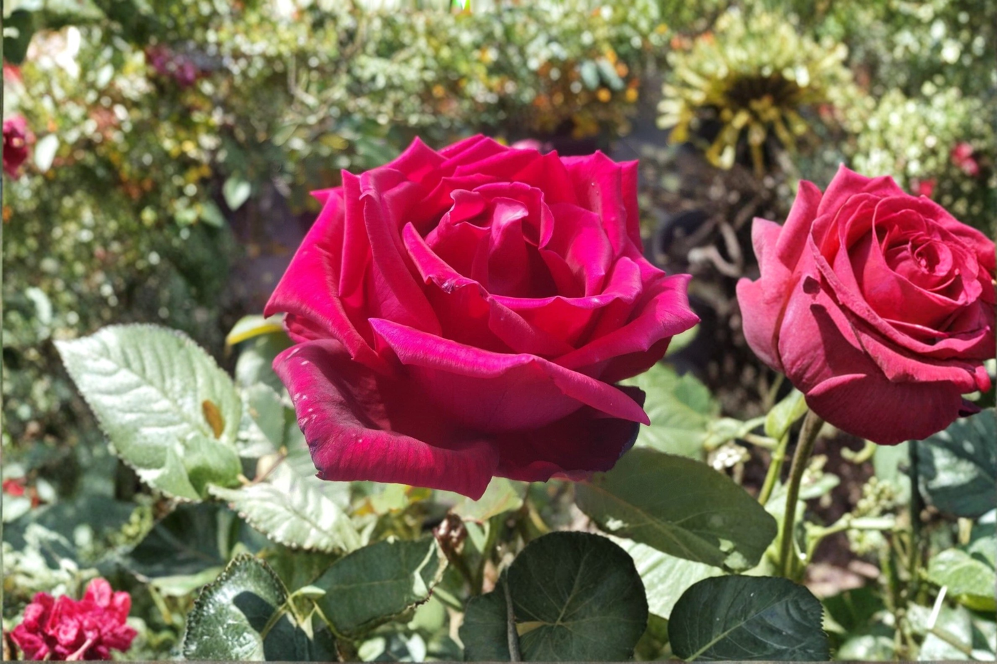 Traviata Red Hybrid Tea Rose Live Plant – 5 Gallon Fragrant Double Bloom Rose Bush for Garden Landscape Outdoor Planting