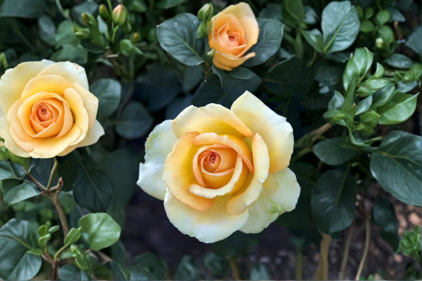 Gold Medal Grandiflora Rose Plant 5 Gal – Live Bush with Yellow Orange Blooms, Rose Rosa ‘Gold Medal’ for Garden Landscaping