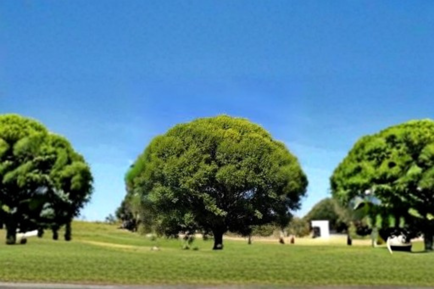 Globe Willow Tree 4-6 Ft Live Plant, Deciduous Shade Tree for Garden & Landscape, Salix spp.