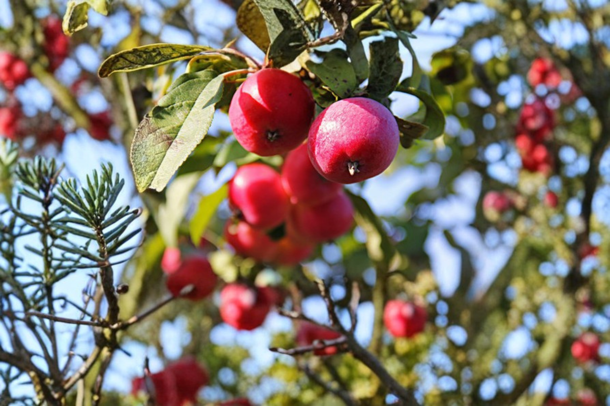 Callaway Crabapple Tree 4-6 FT Live Ornamental Fruit Tree with Spring Blooms Malus spp.
