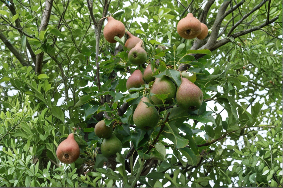 Live Magness Pear Tree 4-6 Ft - Pyrus communis Fruit Tree for Garden, Backyard Orchard, Full Sun