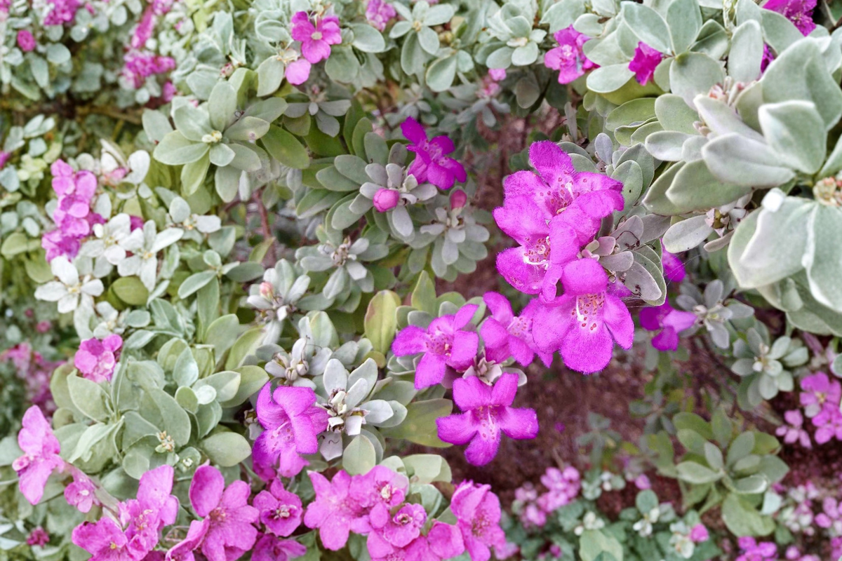 Texas Sage Shrub 3 Gal Live Plant – Purple Flowering Evergreen Bush for Hedges, Drought Tolerant Landscape, Leucophyllum frutescens