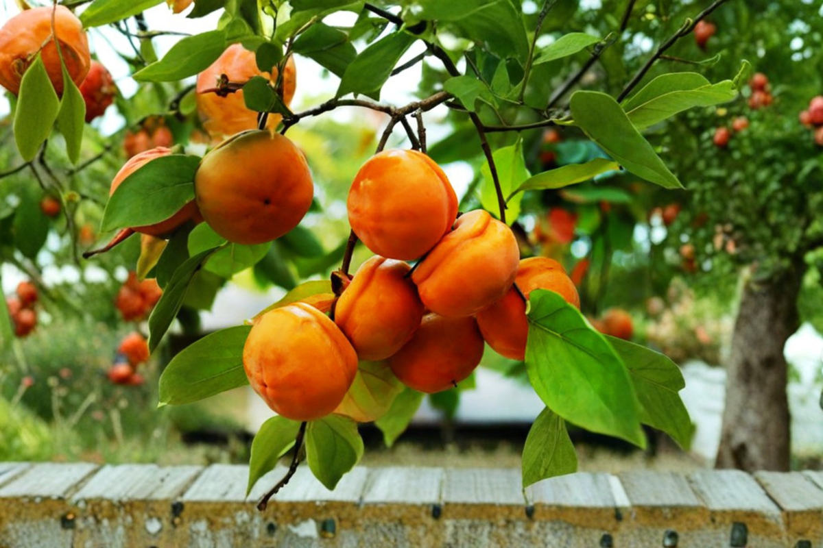 Tamopan Persimmon Tree – 4-6 Ft Live Fruit Tree for Garden, Backyard Orchard, Diospyros kaki