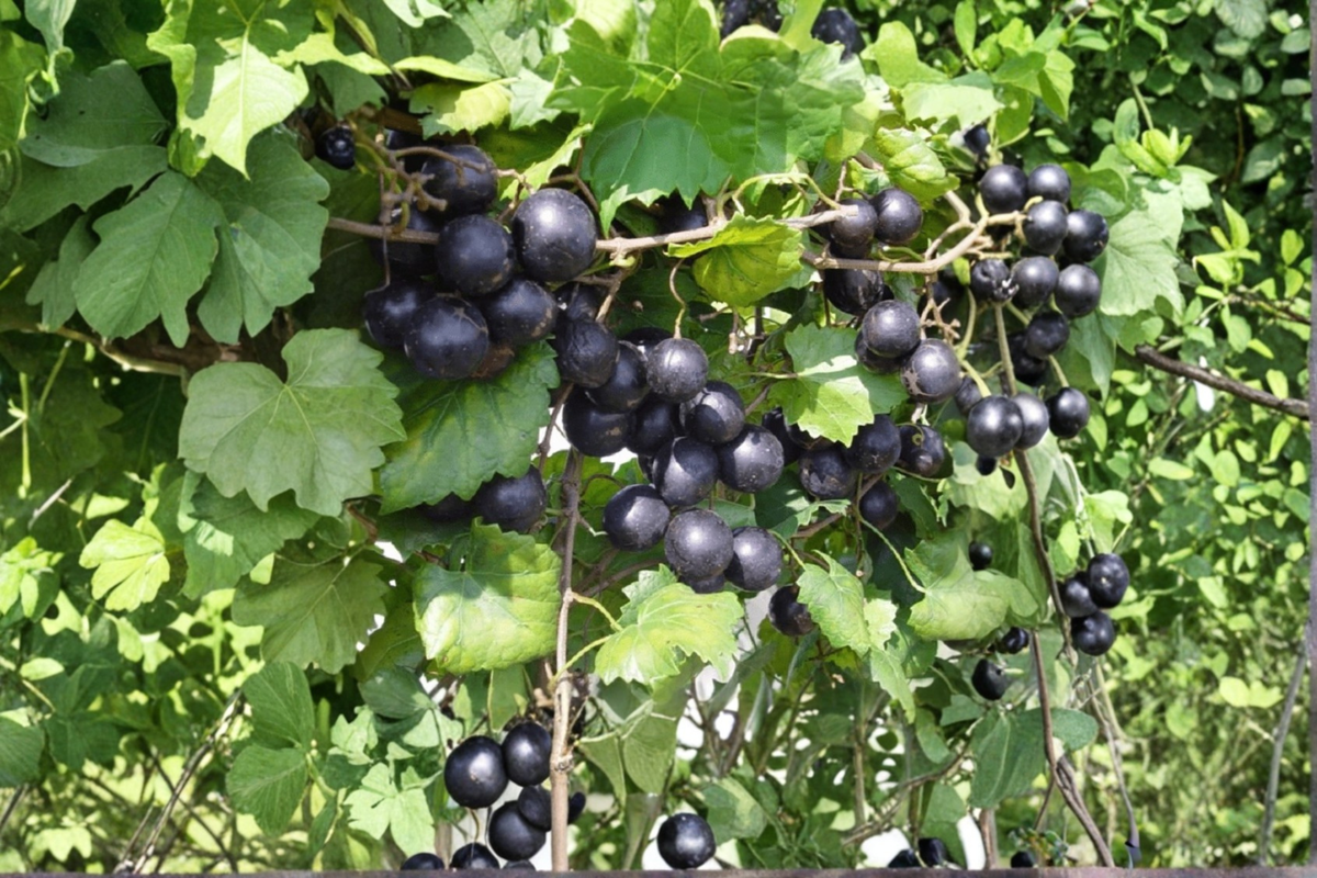 Black Lane Muscadine Grape Vine 2 Gal Plant, Vitis rotundifolia, Climbing Fruit Vine for Vineyard, Trellis, or Garden