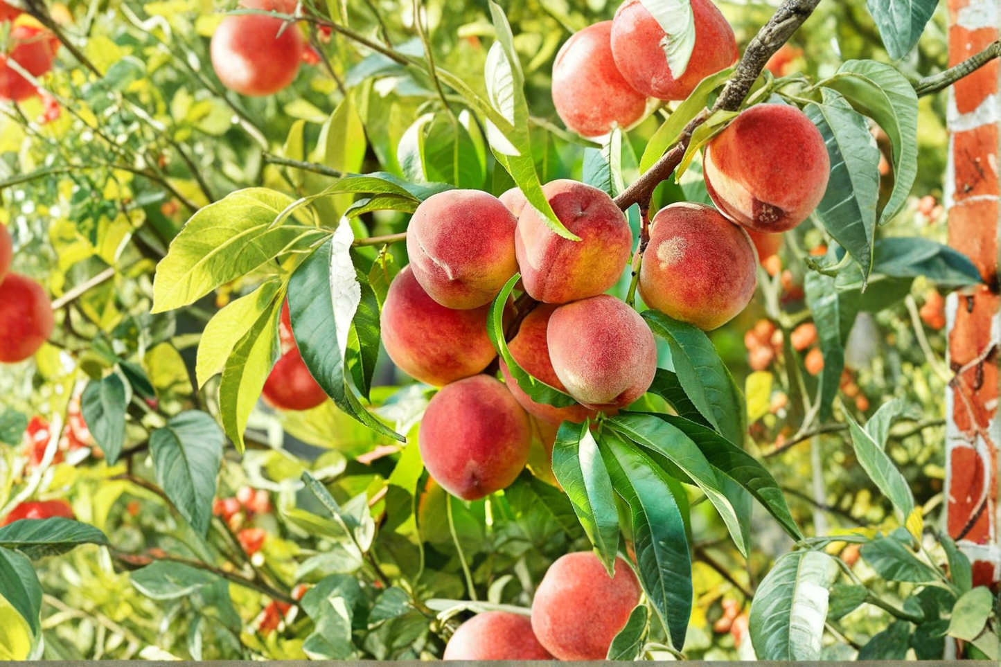 Denman Peach Tree Live Plant 4-6 ft Juicy Fruit Prunus persica Backyard Orchard Garden