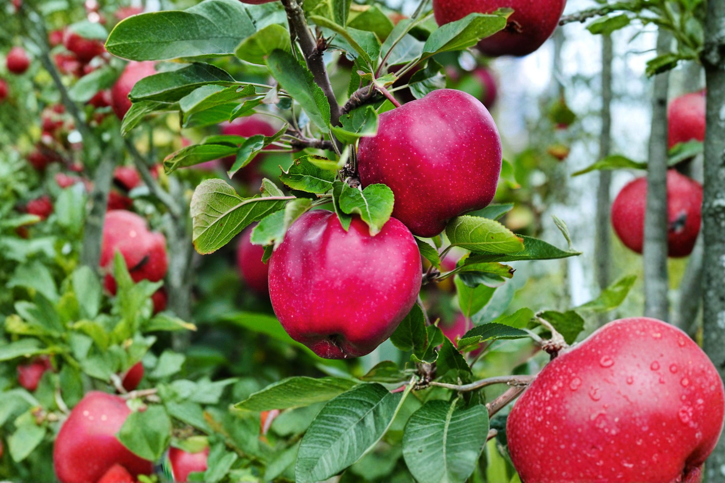 Pink Lady Apple Tree Live Plant 4-6 ft, Fruit Tree for Backyard Orchard, Easy Grow, Malus domestica