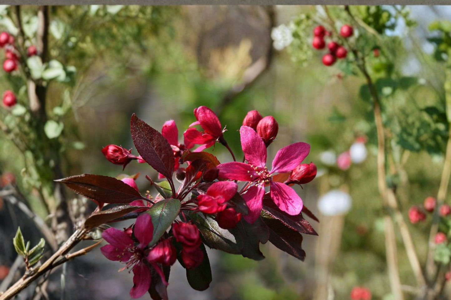 Profusion Red Flowering Crabapple Tree 4-6 ft Live Ornamental Spring Blooming Malus spp.