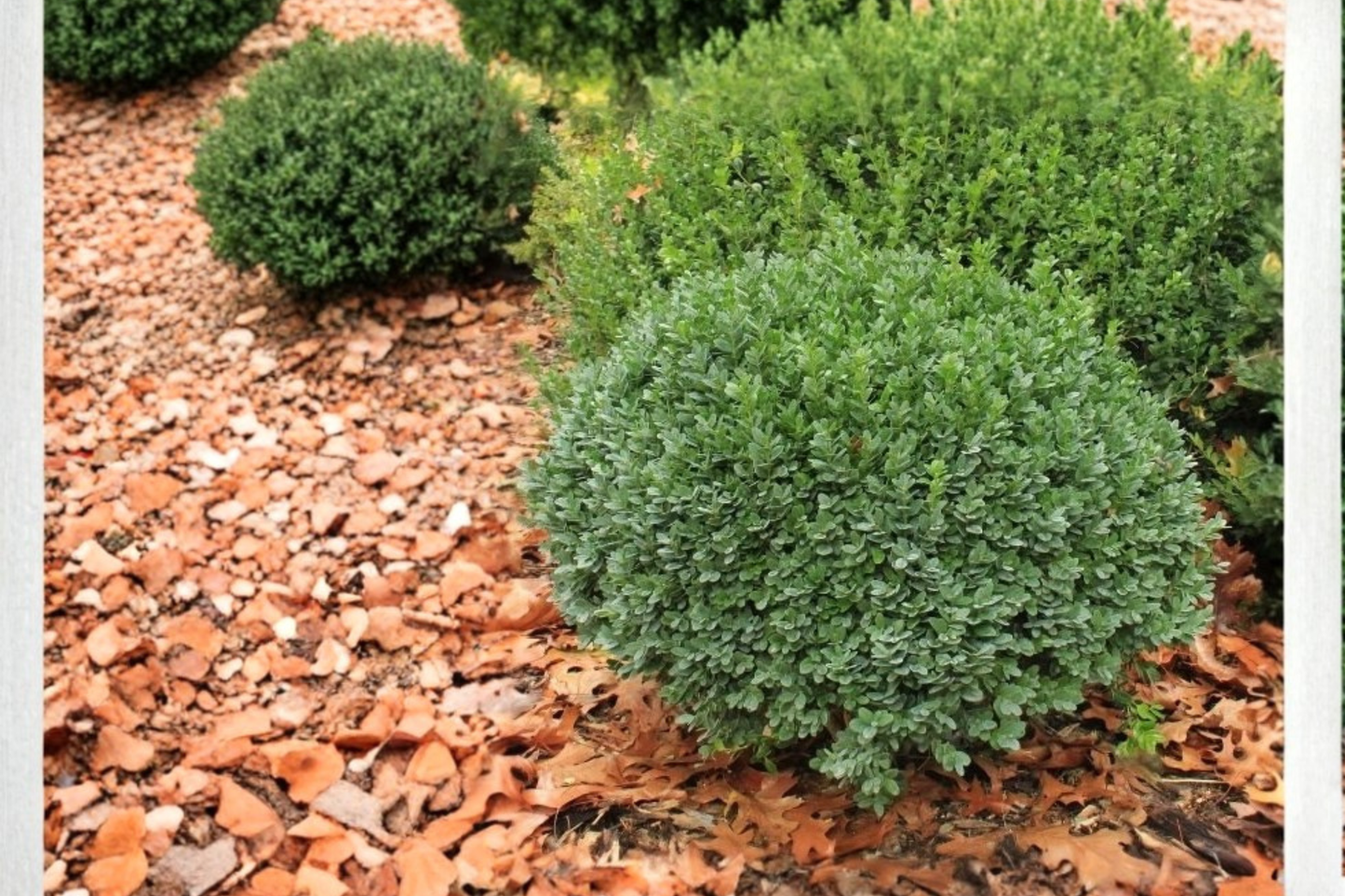 Dwarf Yaupon Holly 3 Gal Live Plant – Evergreen Shrub for Hedge, Border, Landscape – Ilex vomitoria
