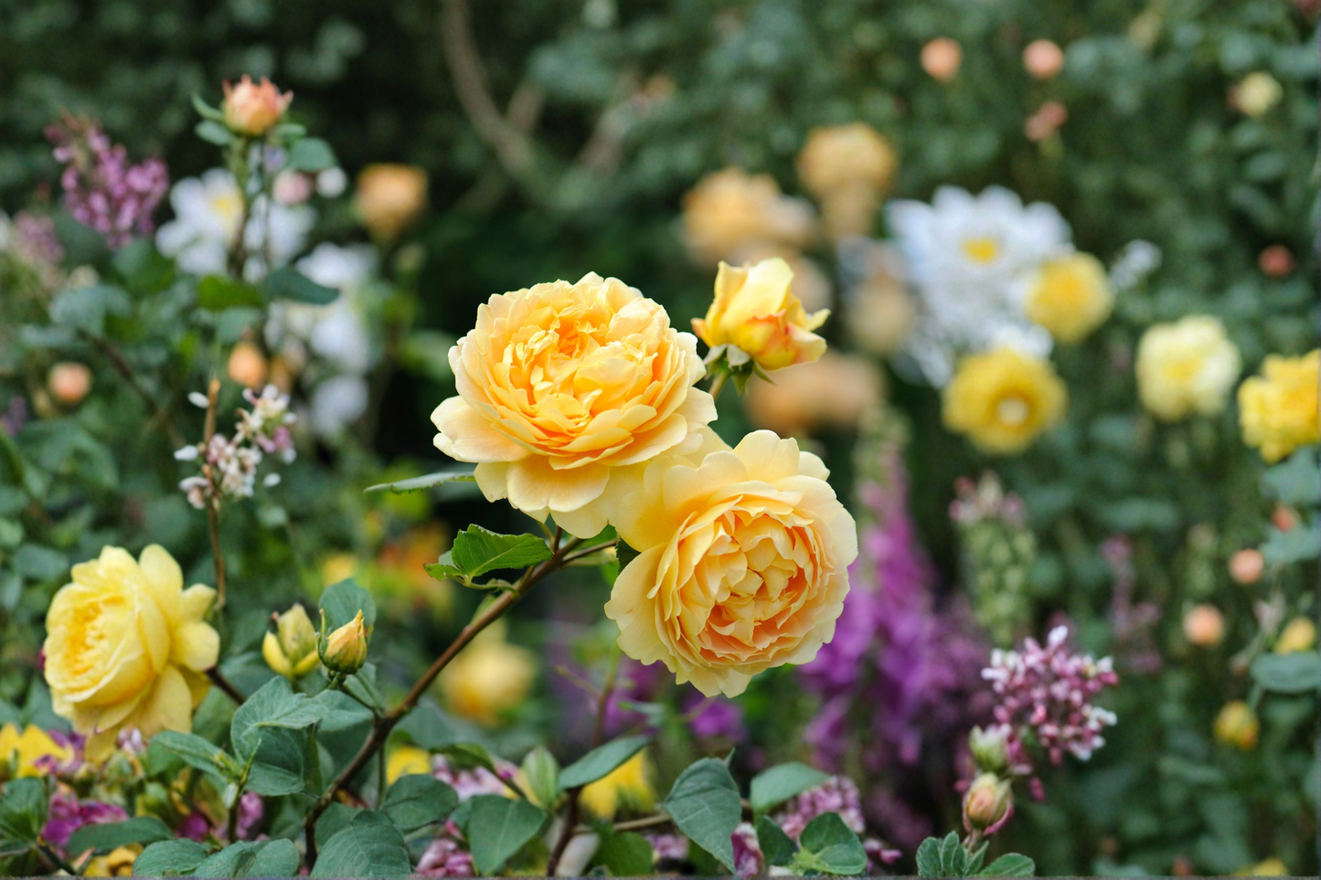 Yellow Rose Bush 2 Gal Live Plant – Bright Yellow Flowers, Flowering Shrub, Rosa spp. for Garden Landscape & Borders