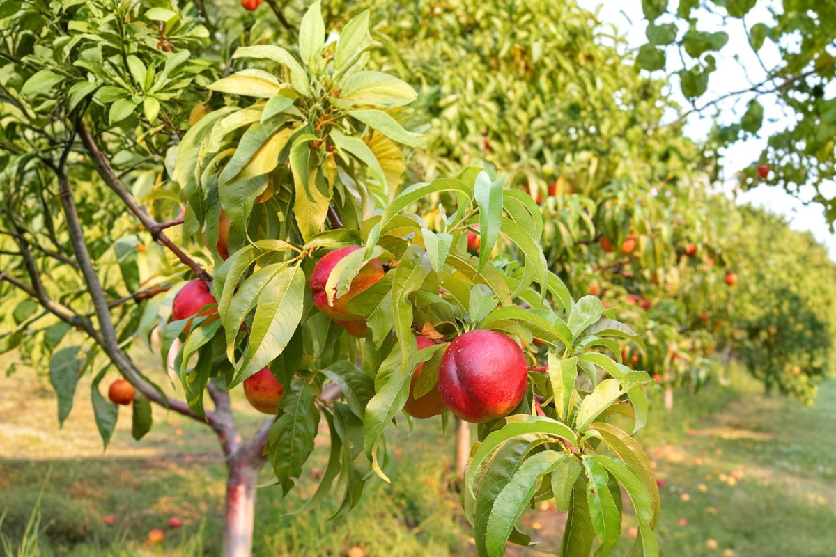 May Fire Nectarine Tree 4-6 FT Live Fruit Tree for Backyard Garden, Juicy Nectarines, Prunus persica var. nucipersica