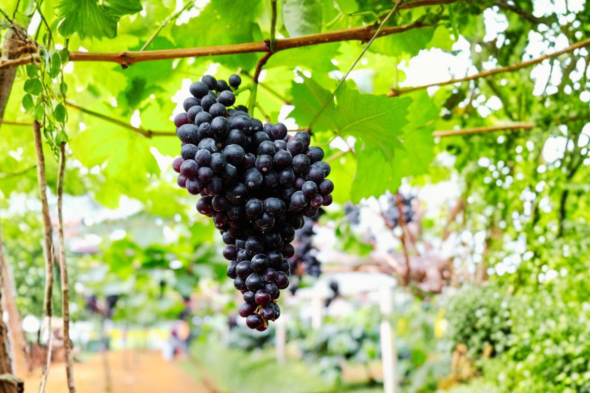 Black Monukka Seedless Grape Vine 3 Gal Climbing Fruit Plant Vitis vinifera for Trellis & Garden