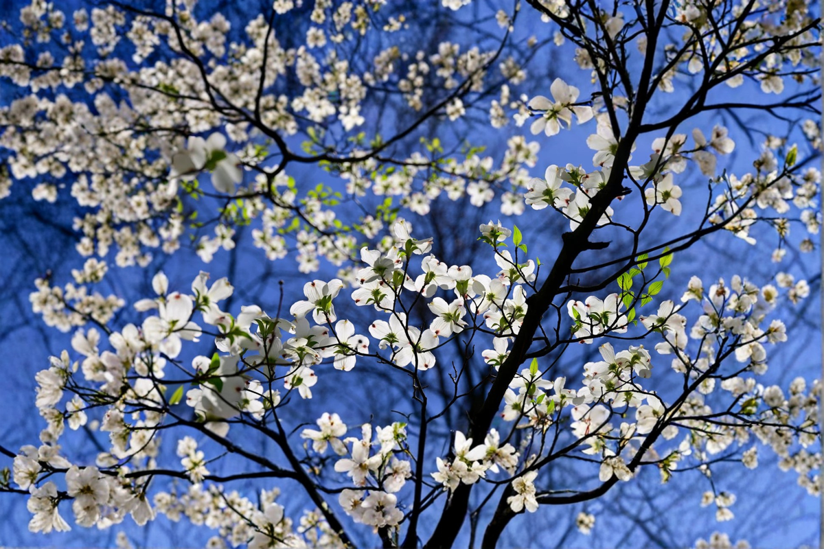 White Flowering Dogwood Tree 4-5 FT Live Plant in 5-Gallon Container, Cornus florida, Ornamental Yard Tree