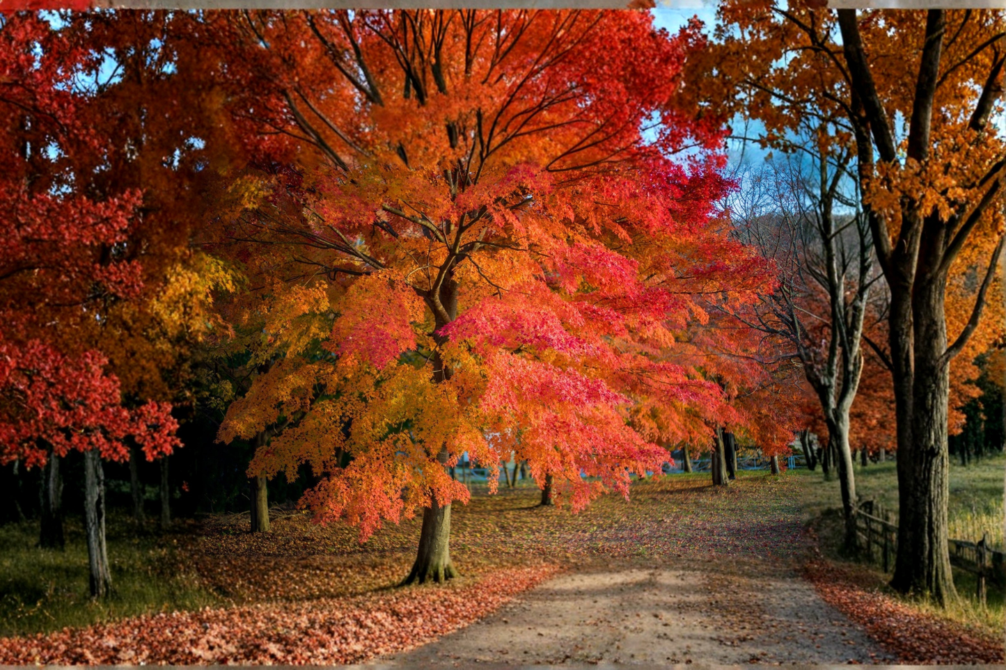 Red Maple Live Plant 4–6 ft Acer rubrum deciduous shade tree with vibrant fall foliage for landscape and garden