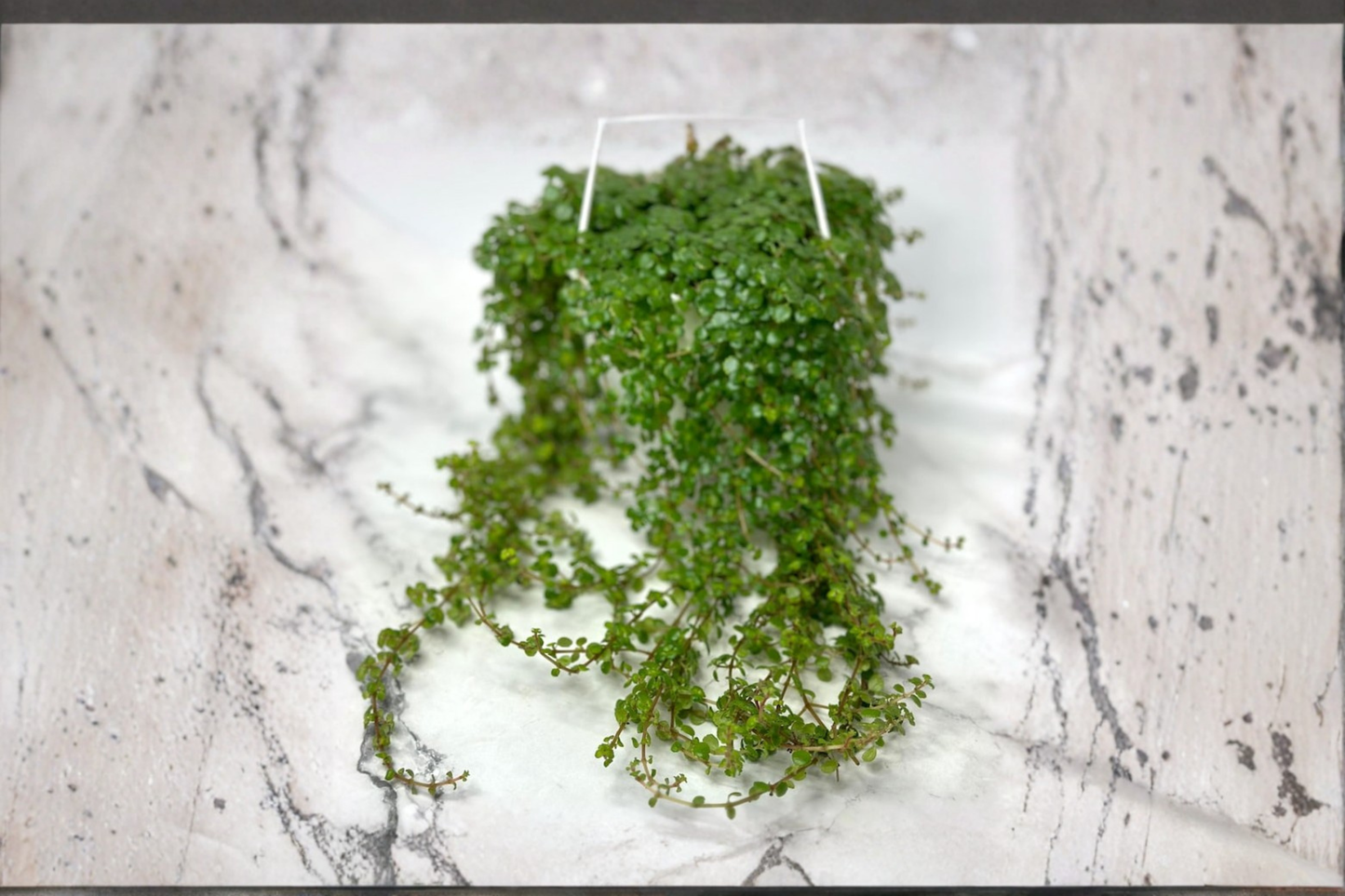 Trailing Pilea Depressa Live Plant, Indoor Tropical Houseplant, Baby Tears Foliage, Hanging & Terrarium Plant