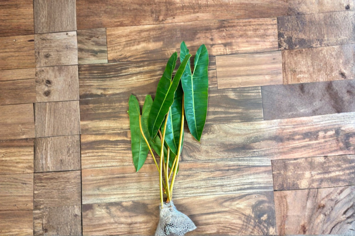 Philodendron Billietiae Live Plant – Rare Tropical Aroid Indoor Foliage Plant Cutting
