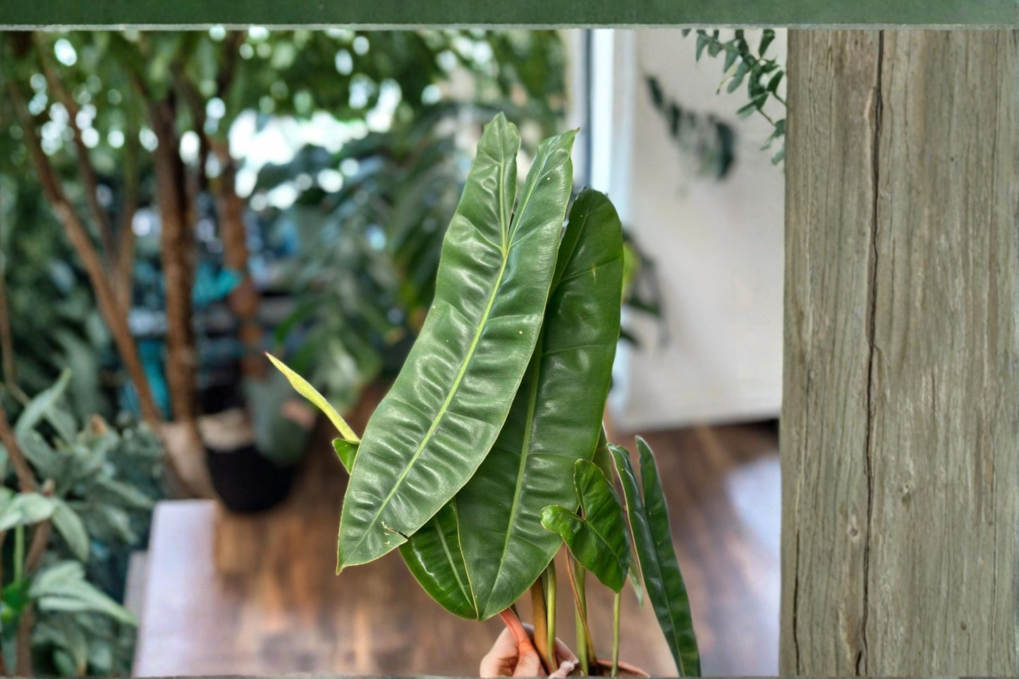 Philodendron Billietiae Live Plant – Rare Tropical Foliage Houseplant in 3-4 Inch Pot
