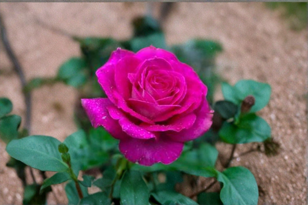 English Lady Pink Rose Seeds - Flower Bush, Ornamental Garden Rose, Rosa spp.