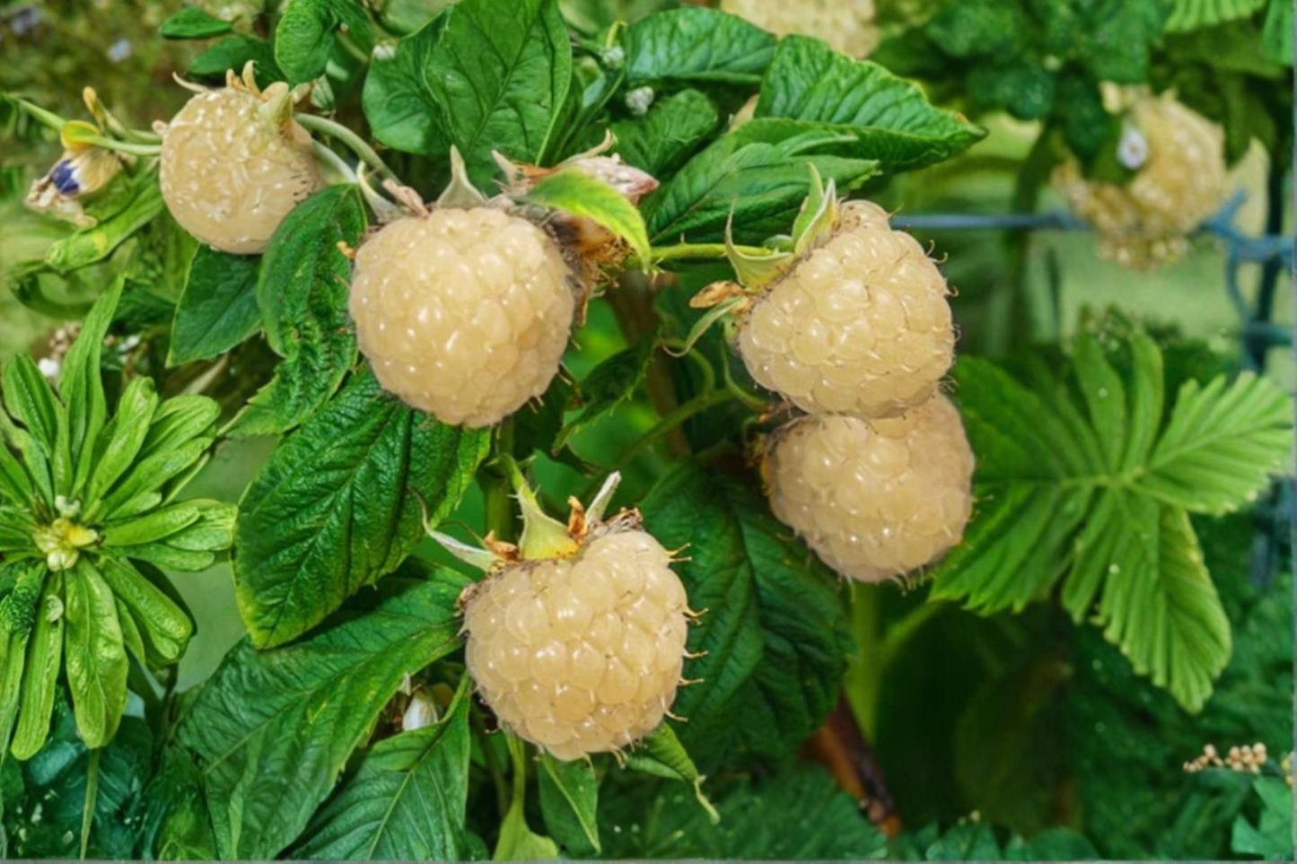 White Blackberry Seeds – Rare Berry Plant for Outdoor Garden & Container Growing, Rubus spp., 60 Seeds