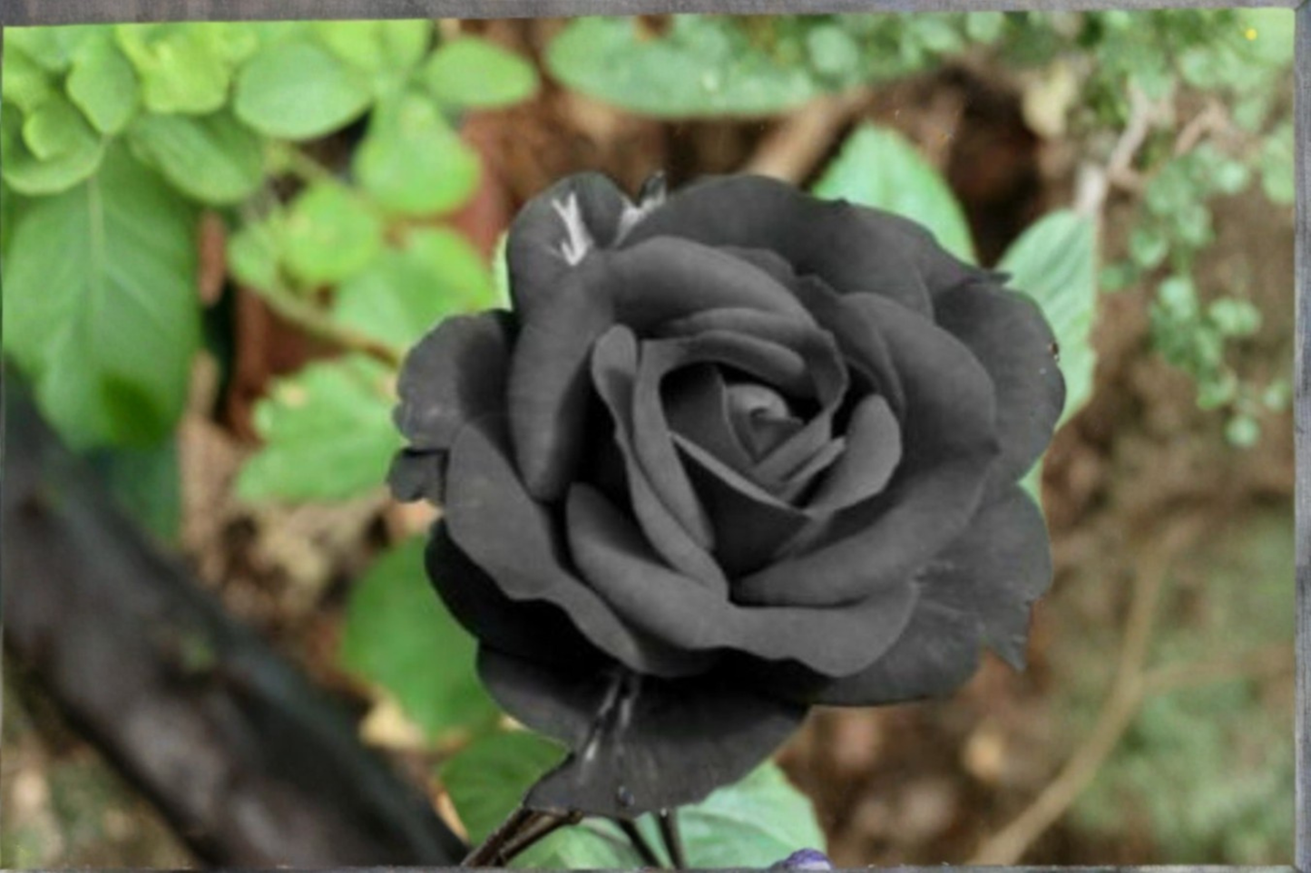 English Dark Purple Rose Seeds – 20 Flowering Shrubs for Ornamental Gardens & Landscaping, Rosa spp.