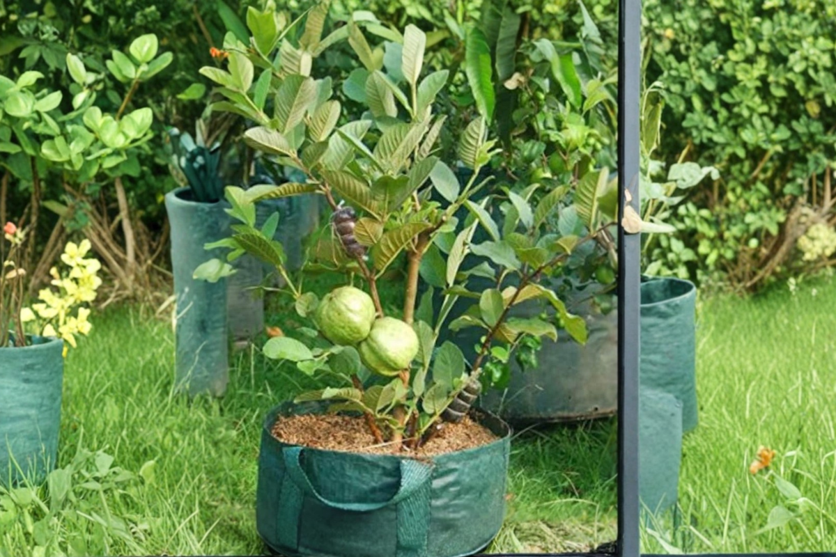 Dwarf Guava Seeds – Psidium guajava Tropical Fruit Tree for Indoor & Outdoor Gardens, Compact Evergreen, 40 Seeds