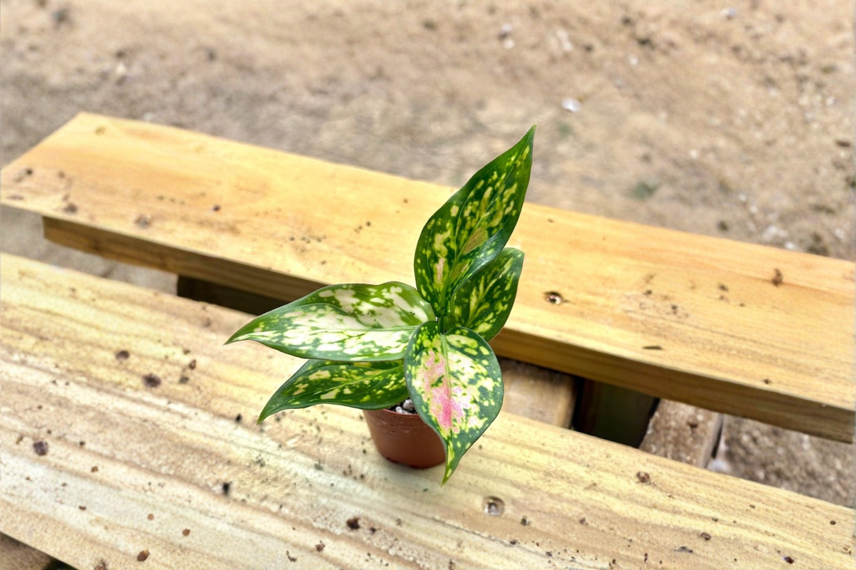 Aglaonema Wishes Live Plant – Pink Variegated Chinese Evergreen, 2 Inch Pot, Indoor Tropical Houseplant, Decorative Gift