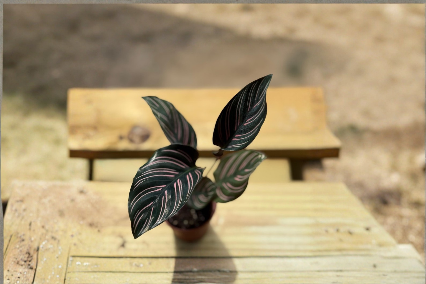 Calathea Ornata Live Plant | 2 Inch Pot | Pink Pinstripe Foliage | Tropical Houseplant | Goeppertia ornata Indoor Decor