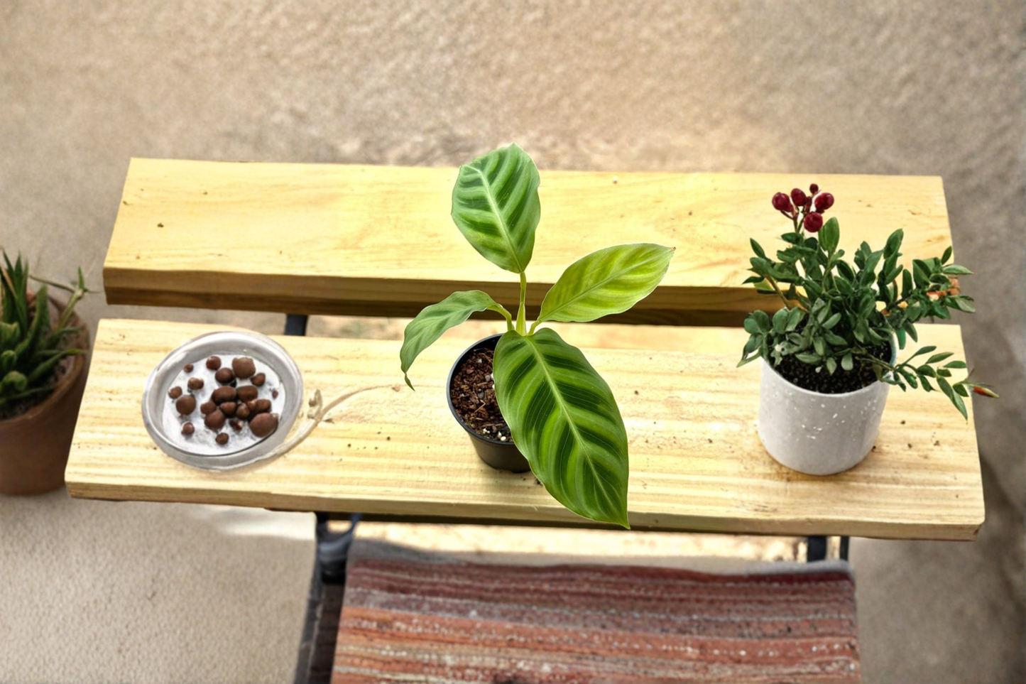 Calathea Zebrina Live Plant – 2 Inch Pot, Tropical Prayer Plant, Pet-Friendly Indoor Houseplant, Striped Foliage, Goeppertia zebrina