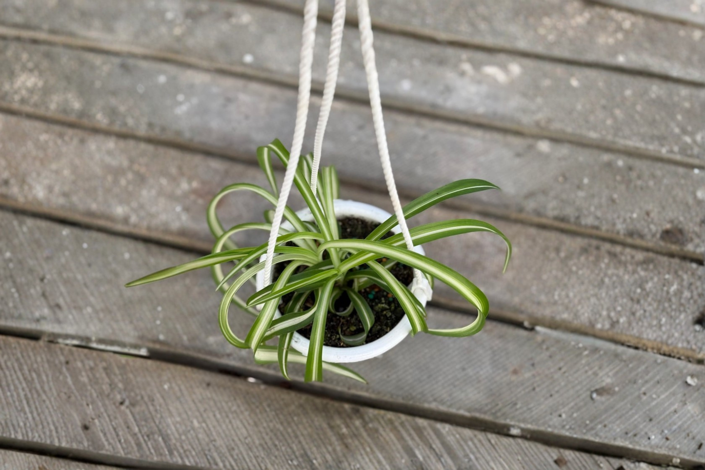 Bonnie Spider Plant Live Houseplant 4.5 Inch Pot Curly Foliage Chlorophytum comosum 'Bonnie' Indoor Tropical Plant