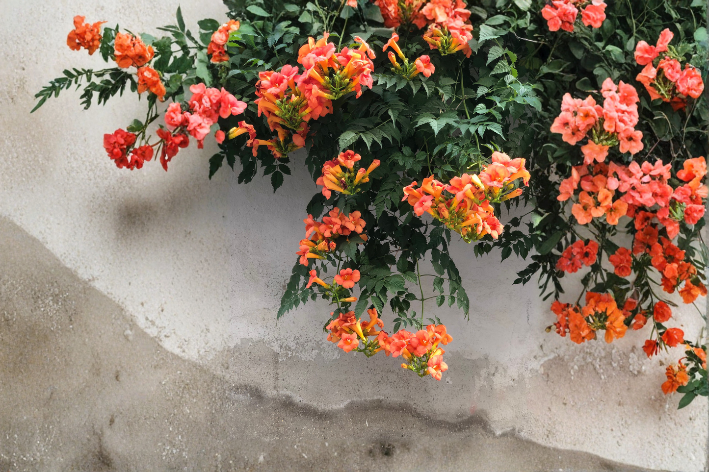 Tangerine Beauty Crossvine Rooted Starter Plant – Bignonia capreolata 'Tangerine Beauty'