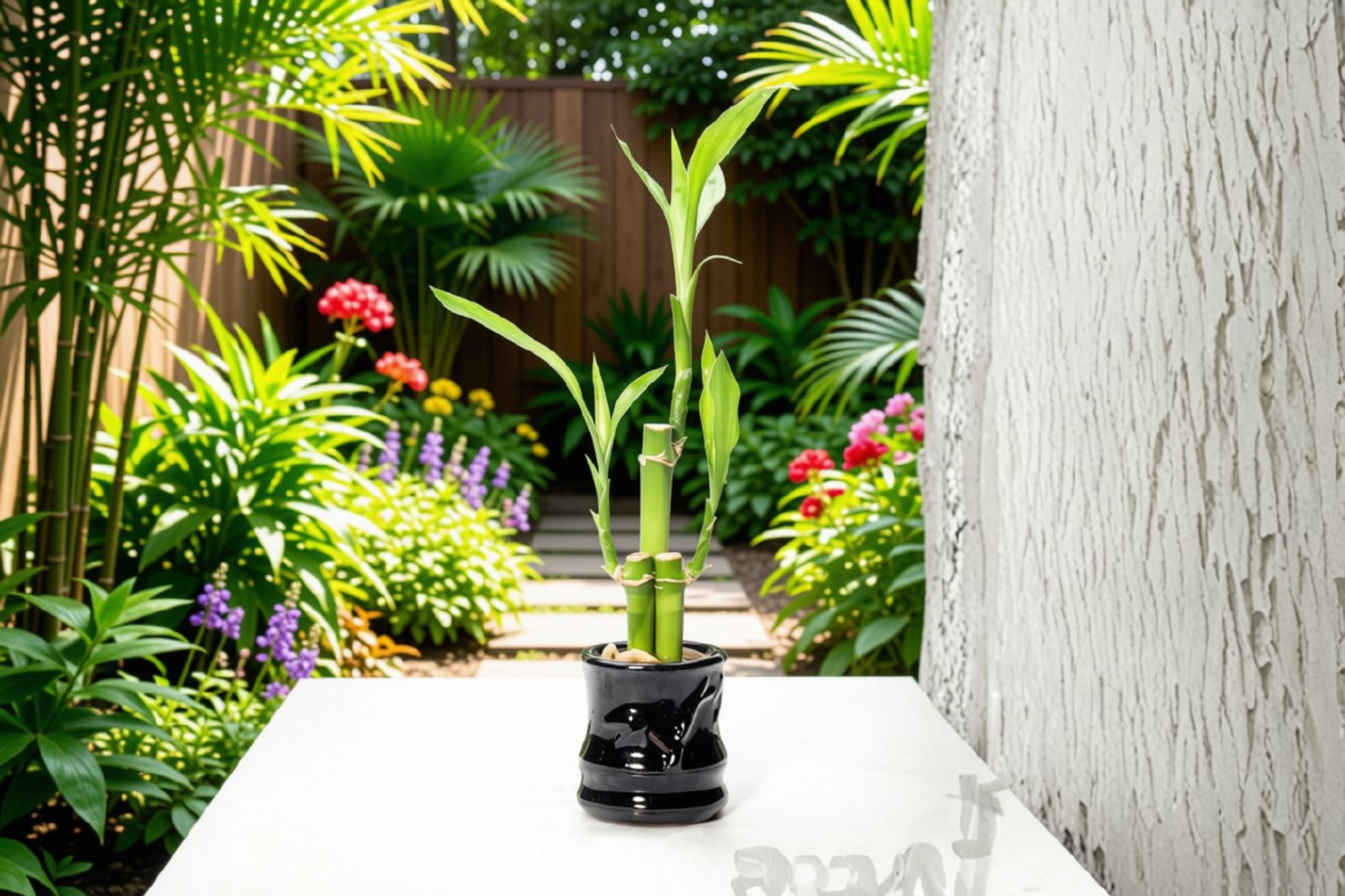 4 Lucky Bamboo Live Plants 4 Inch Indoor Feng Shui Plants – Dracaena sanderiana