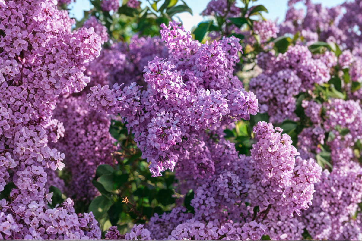 Dwarf Korean Lilac Live Plant 3.5 Inch Pot – Syringa meyeri 'Palibin'