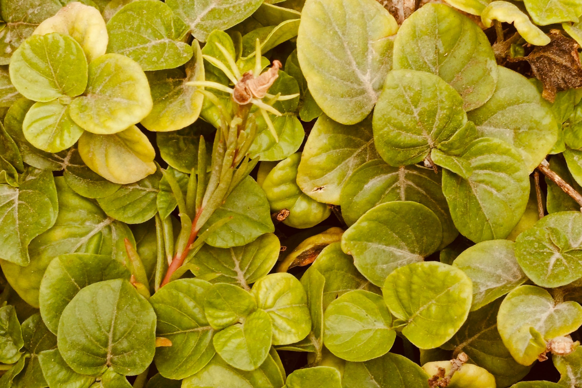 8 Creeping Jenny Live Plants - Lysimachia nummularia Perennial Groundcover