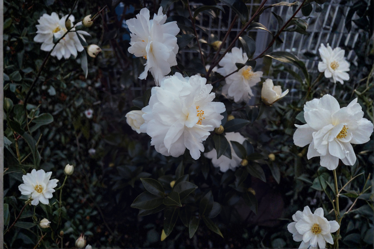 Miss Biloxi Camellia Live Starter Plant – Camellia japonica Evergreen Shrub