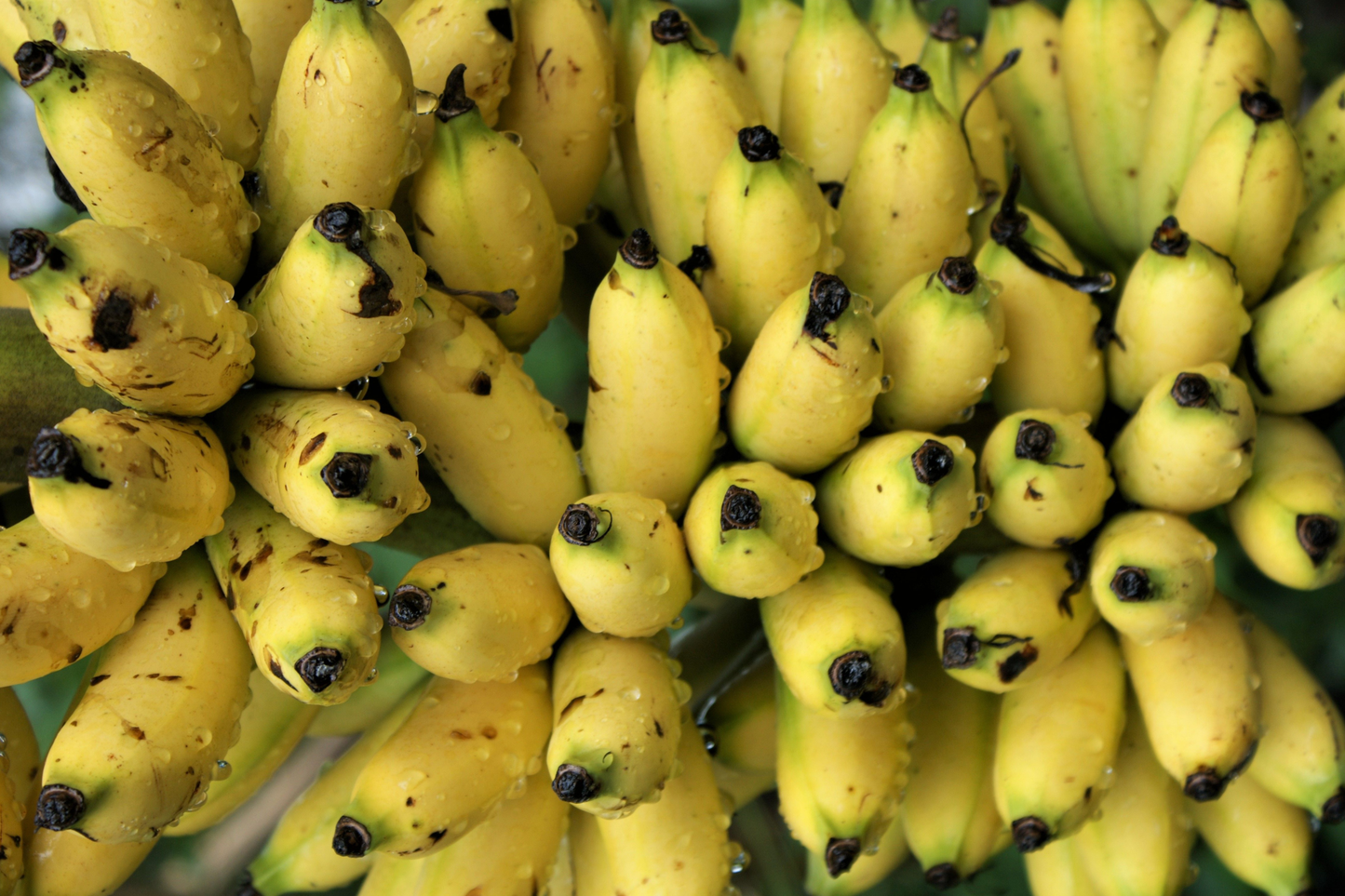 Chinese Dwarf Yellow Banana Live Starter Plant – Musella lasiocarpa Golden Lotus