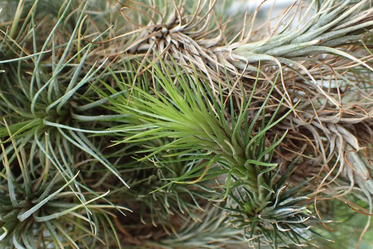 Queen of Air Plant Tillandsia 6-10 Inches Live Indoor Outdoor Air Plant