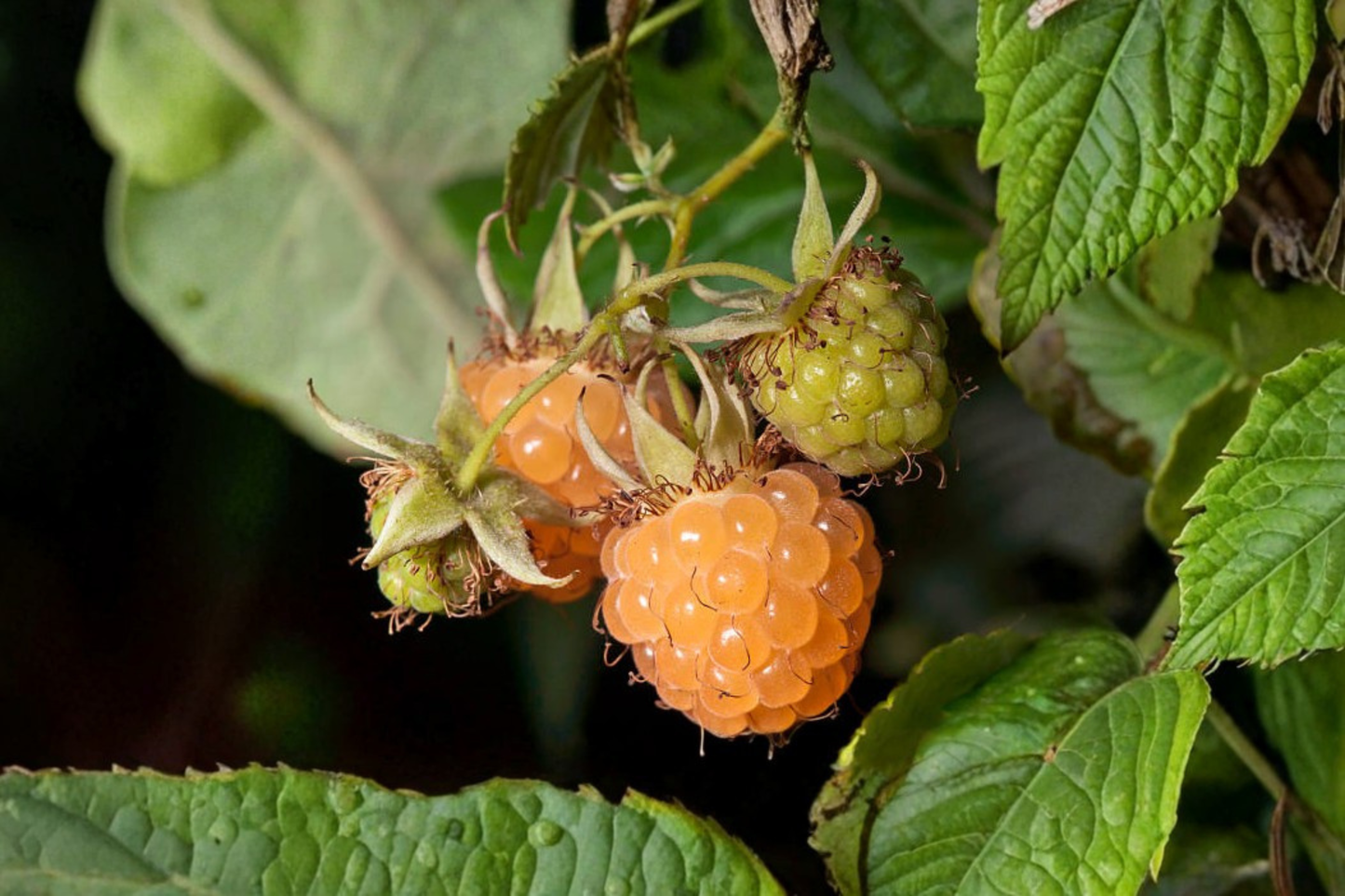 Fall Gold Everbearing Raspberry Live Starter Plant – Rubus idaeus 'Fall Gold'