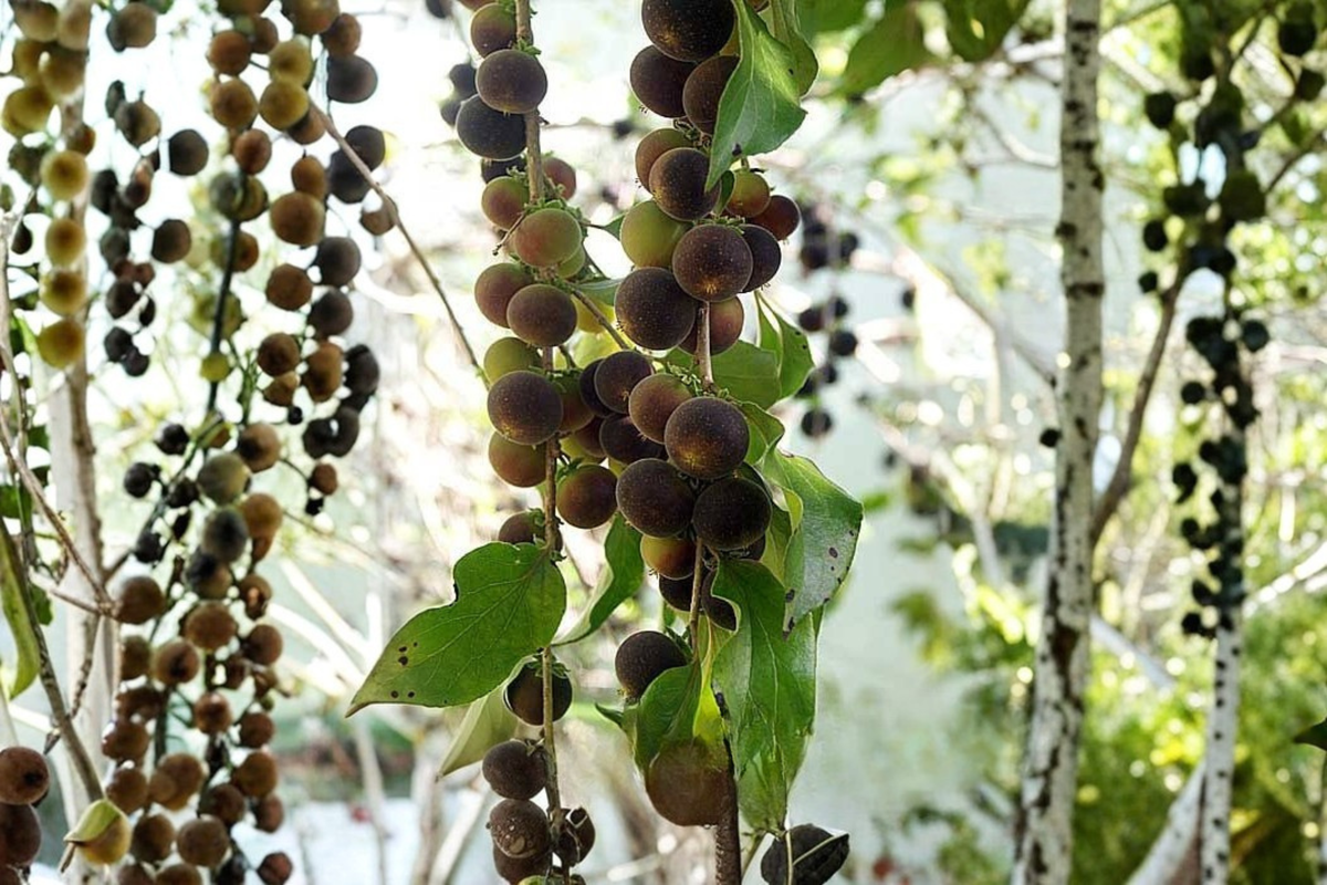 Black Velvet Gooseberry Live Plant – Worcesterberry Hybrid – 1 Starter Plant