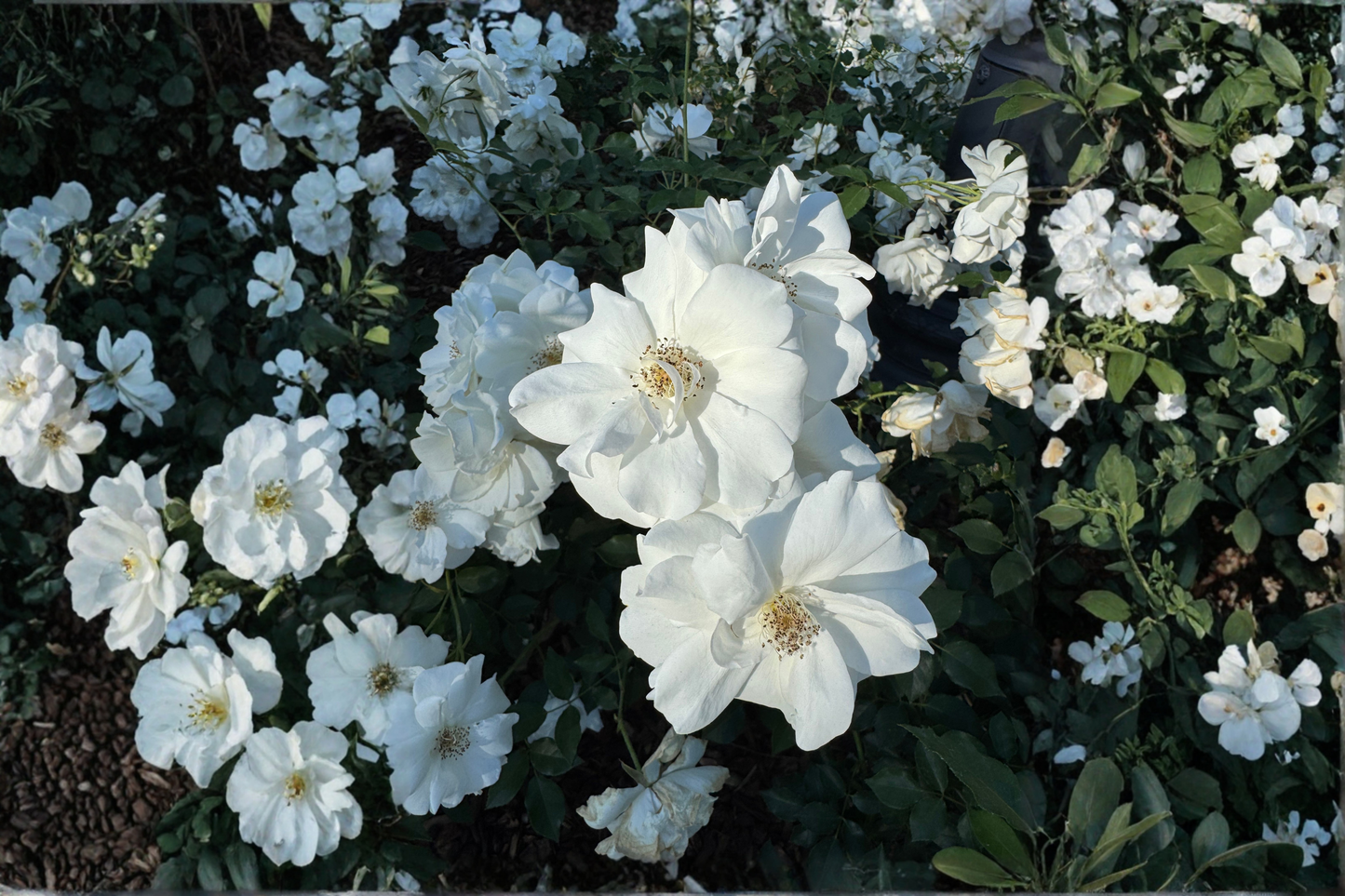 Diana White Rose of Sharon Live Plant 1 Qt – Hibiscus syriacus 'Diana' Deciduous Flowering Shrub