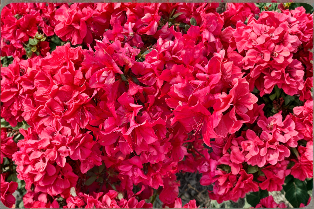 Red Formosa Azalea Live Plant 1 Qt – Southern Indica Azalea – Rhododendron indicum