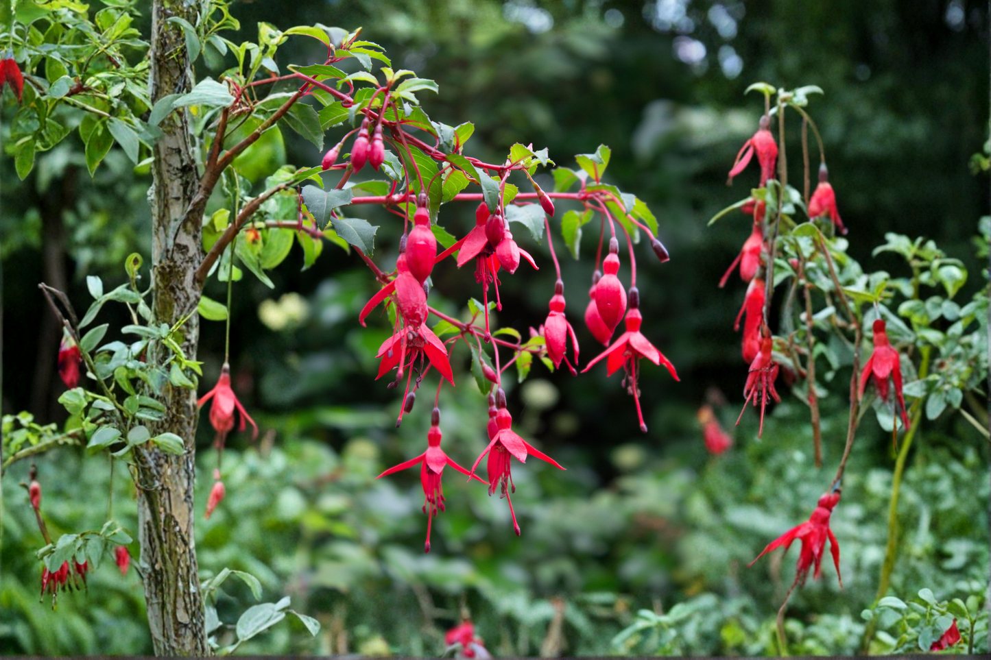 Blacky Fuchsia Live Plant – Ornamental Hummingbird Flowering Plant