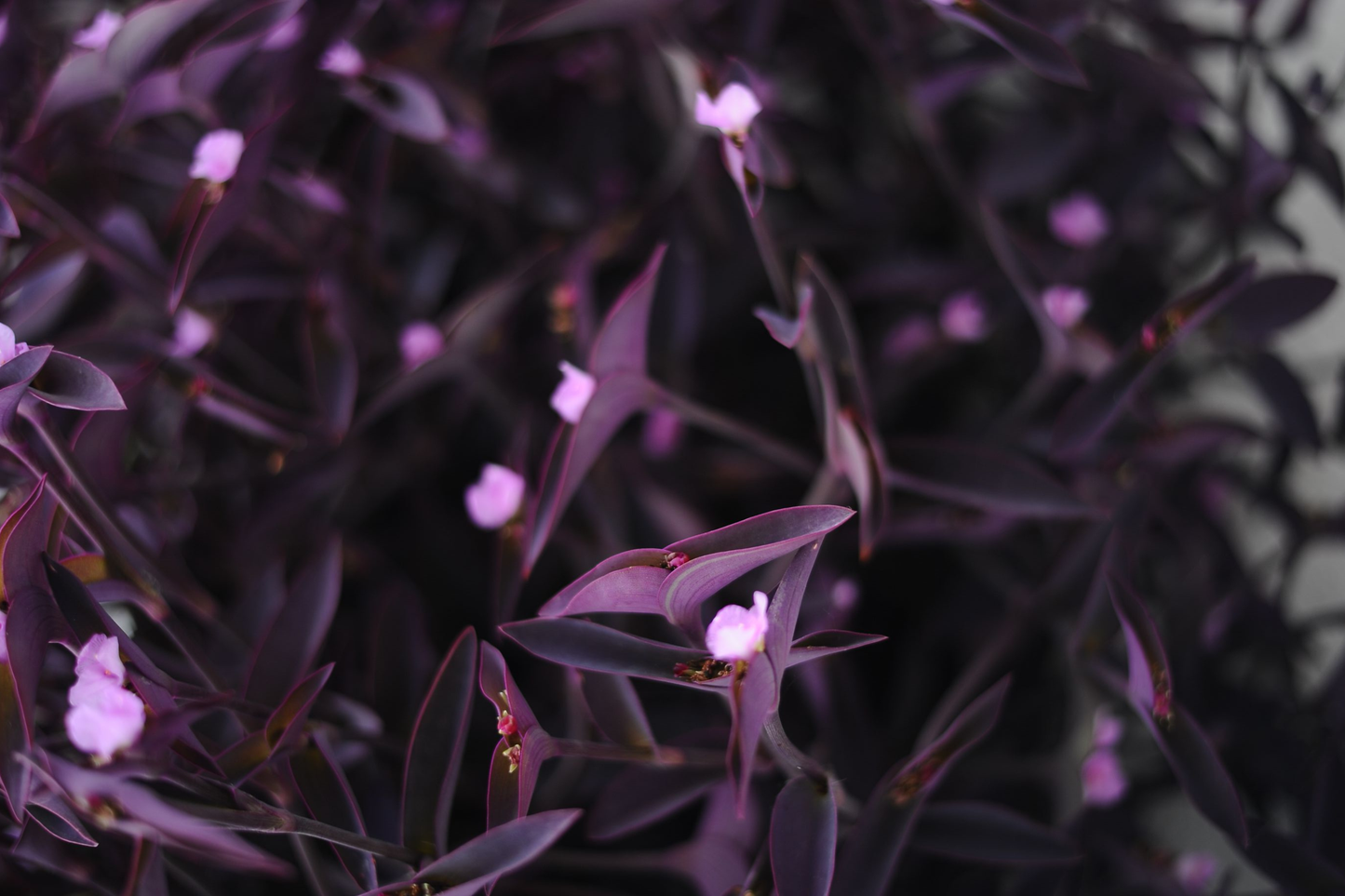 Purple Heart Tradescantia 10 Cuttings - Tradescantia pallida 'Purpurea' Live Plant Cuttings
