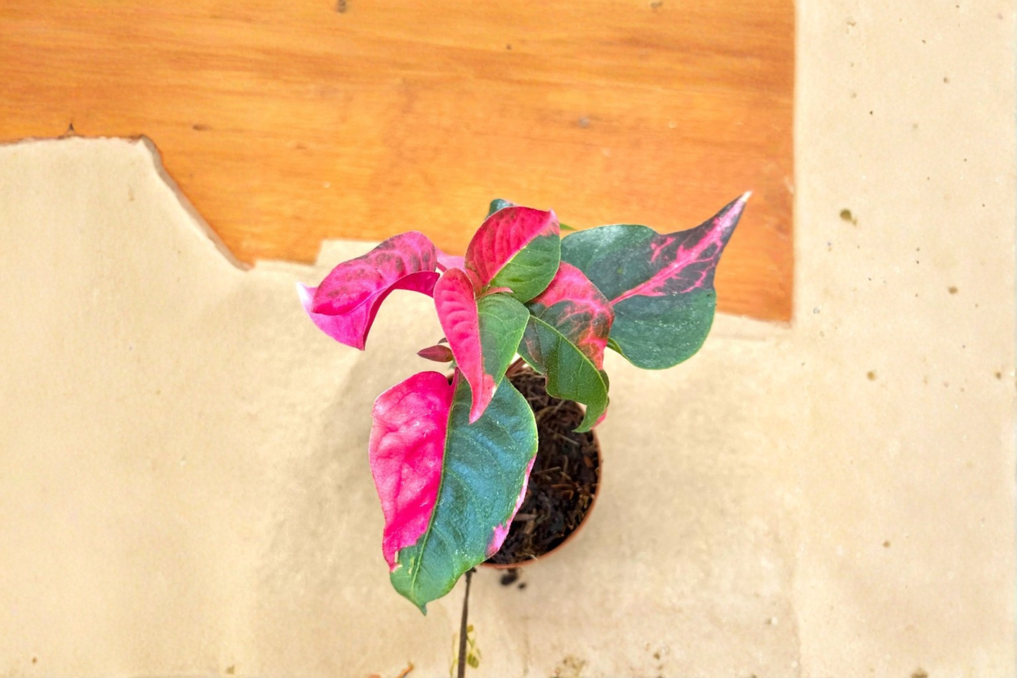 Alternanthera Party Time Live Plant, Pink & Green Foliage, 2-Inch Pot, Tropical Houseplant, Indoor Decorative Plant, Rare Starter