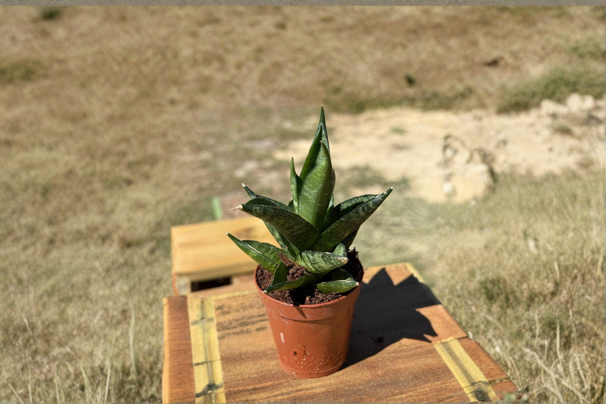 Sansevieria Hedgehog Live Plant, 2 Inch Pot, Rare Snake Plant, Indoor Houseplant, Beginner Friendly, Tropical Dracaena trifasciata