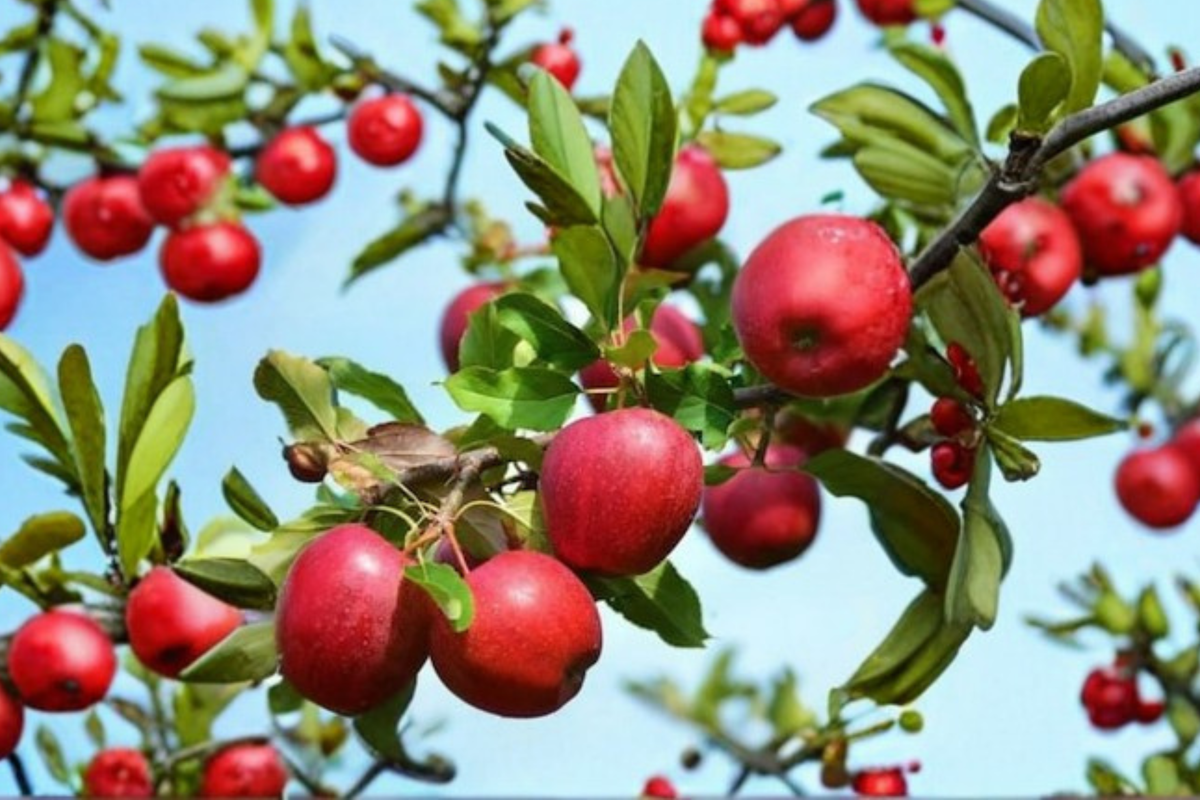 Red Spy Apple Tree Live Plant, 4-6 Ft, Malus domestica, Fruit Tree for Garden, Backyard Orchard, Outdoor Growing