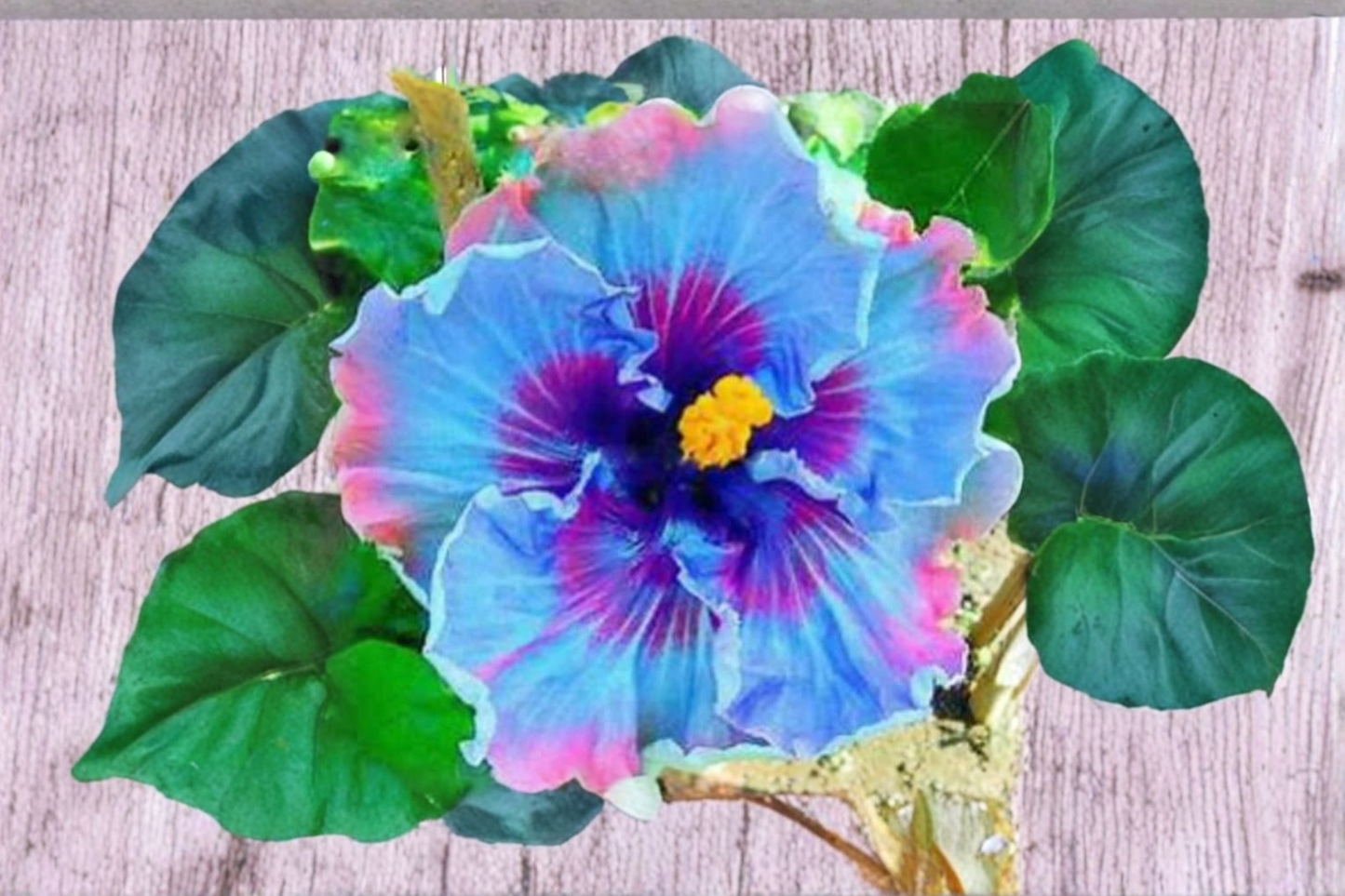 Dark Purple Giant Hibiscus Seeds – Tropical Flowering Plant for Indoor & Outdoor Gardens, Hibiscus spp.