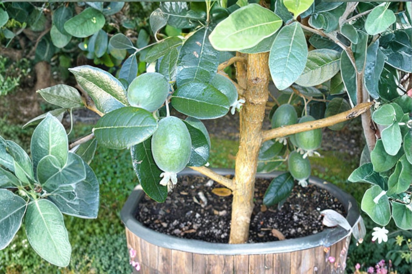 Grafted Pineapple Guava Live Plant 1 Gallon Pot Edible Feijoa Shrub Acca sellowiana