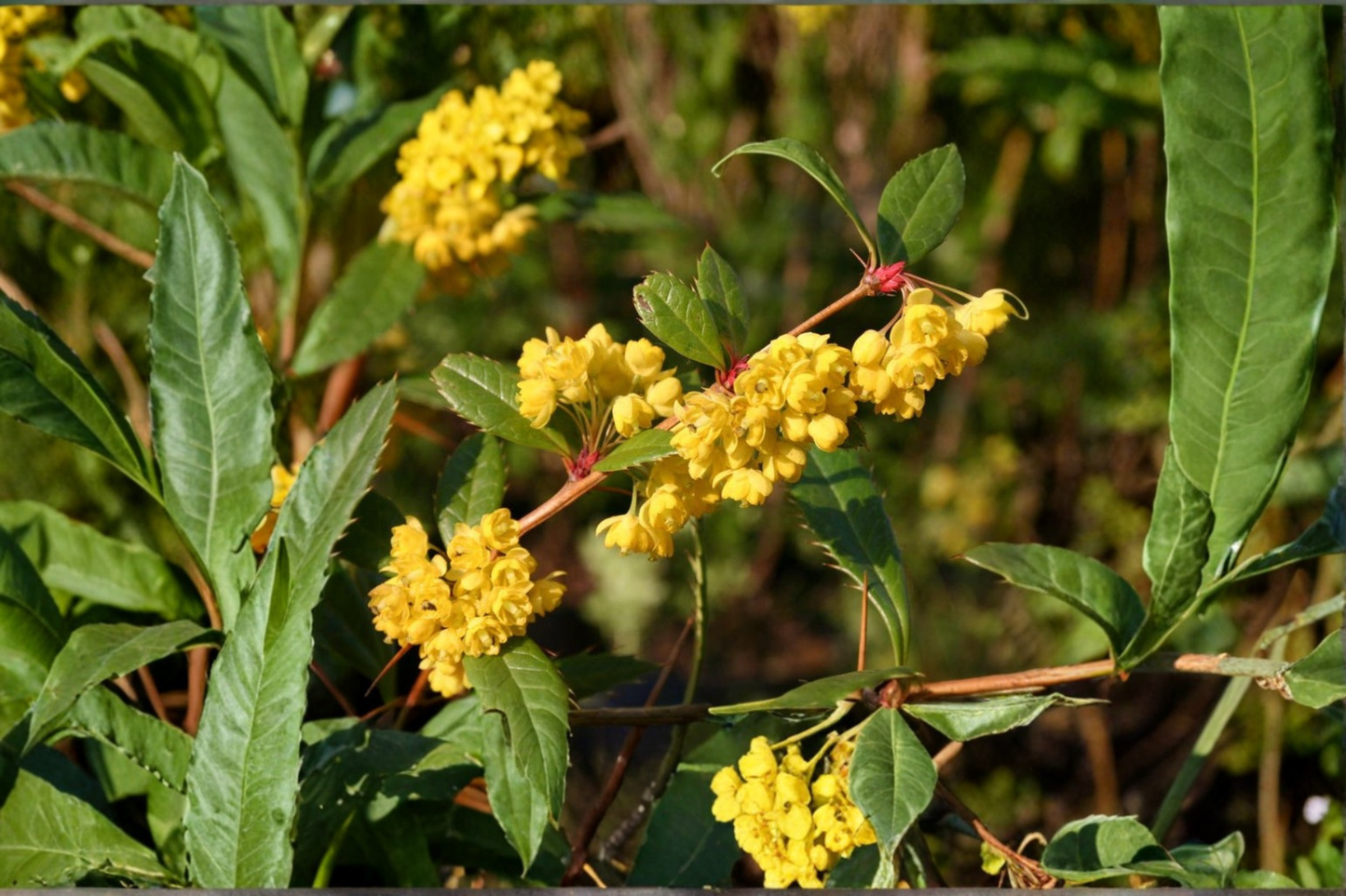 Wintergreen Barberry Live Plant – 3 Gallon Pot, Evergreen Shrub with Yellow Flowers, Berberis julianae for Hedges & Landscaping